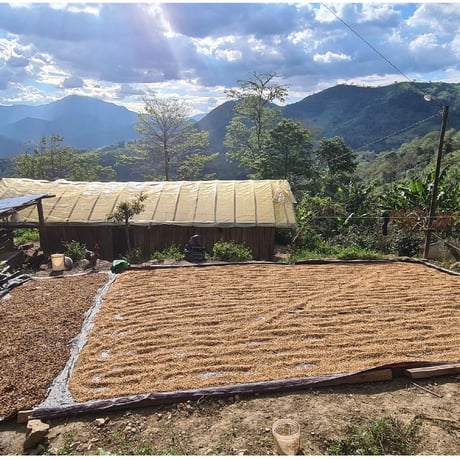 PERU Nueva Alianza Washed/ 250g