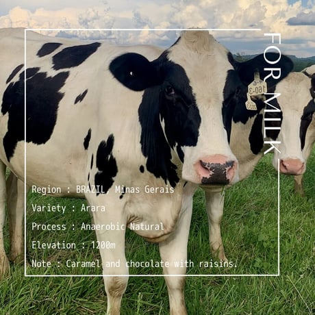 【FOR MILK】BRAZIL Santa Terezinha Anaerobic Natural / 250g