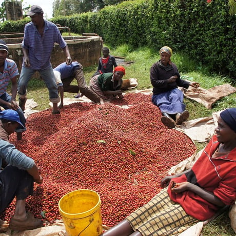KENYA Gikirima AB Washed / 100g