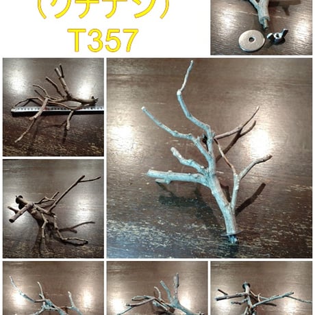 止まり木（クチナシ枝：TOY-08-015）T357