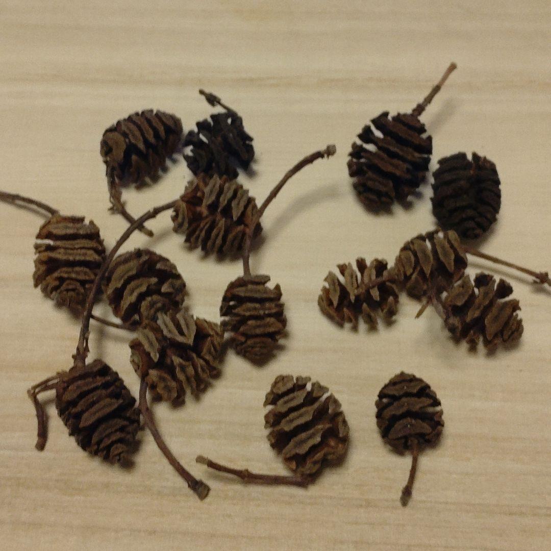 メタセコイアの実（30個） | ちゃぶ工房