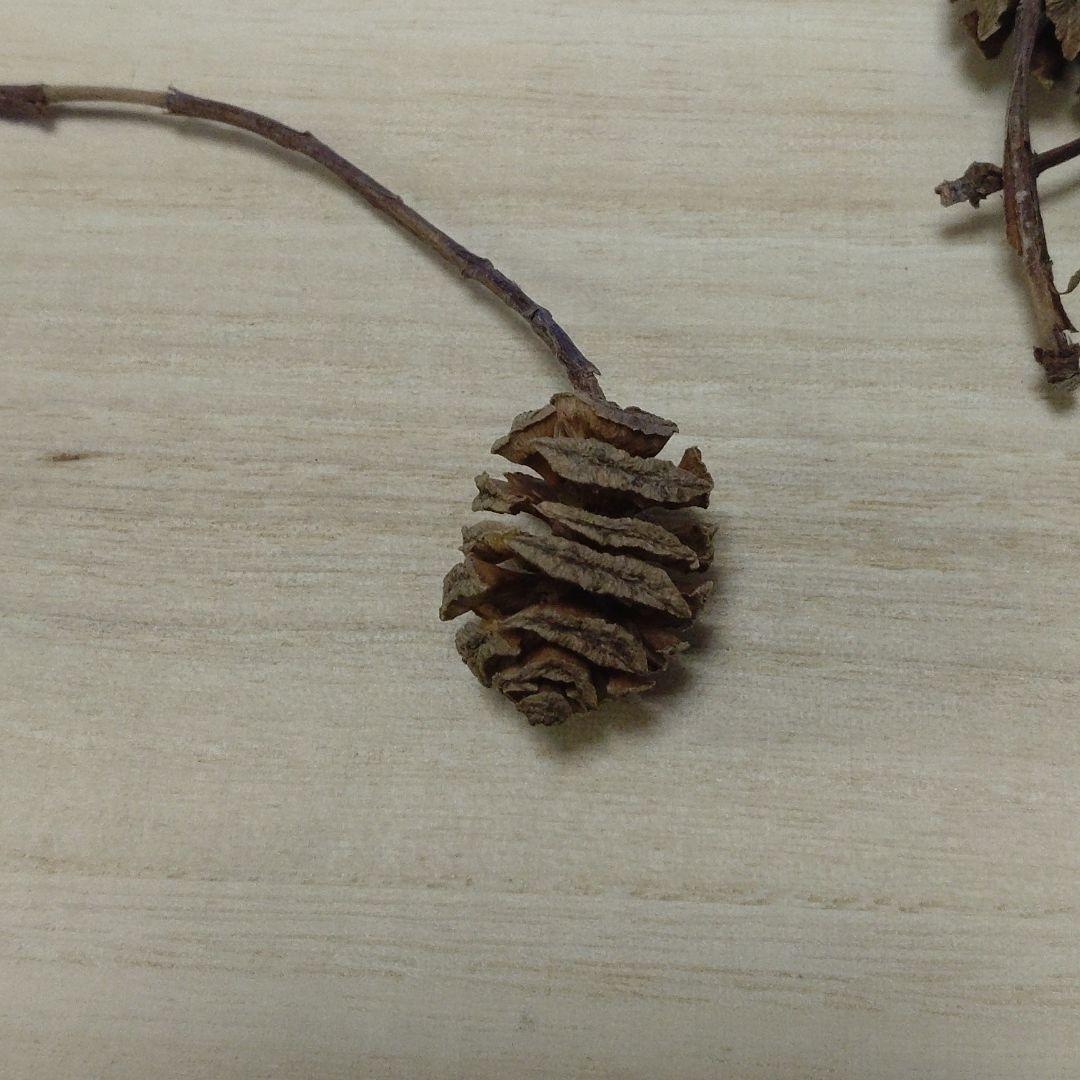 メタセコイアの実（30個） | ちゃぶ工房