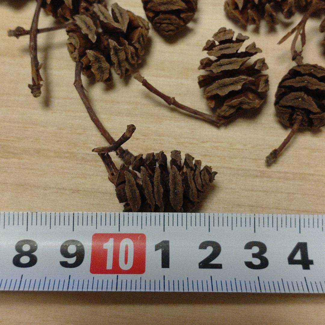 メタセコイアの実（30個） | ちゃぶ工房