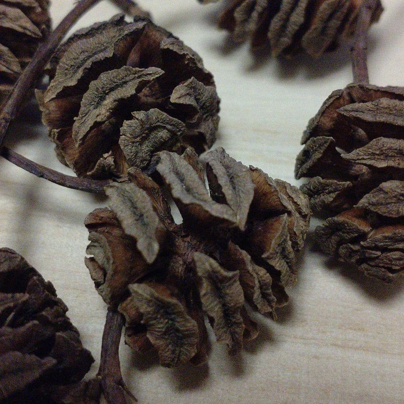 メタセコイアの実（30個） | ちゃぶ工房