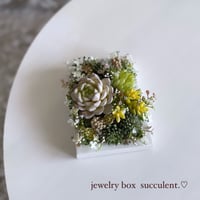 jewelry box succulent. No.117