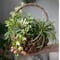 Succulent Basket　No.152