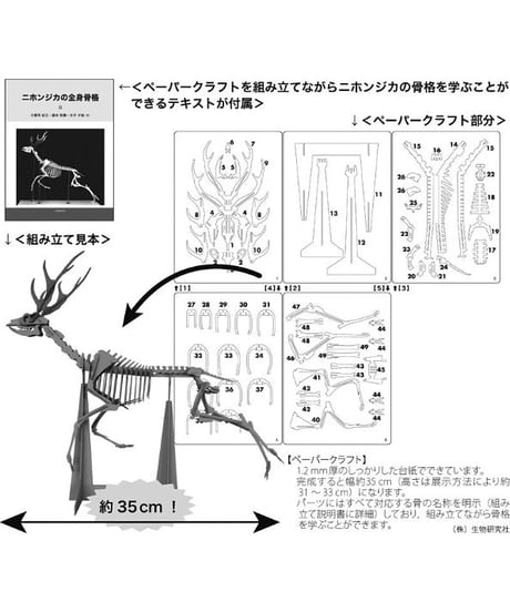 ニホンジカの全身骨格