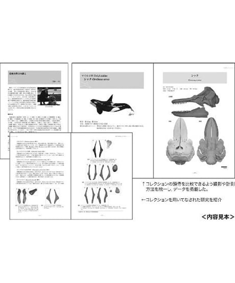 鳥羽山鯨類コレクション