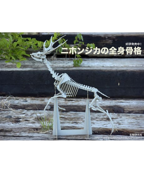 ニホンジカの全身骨格