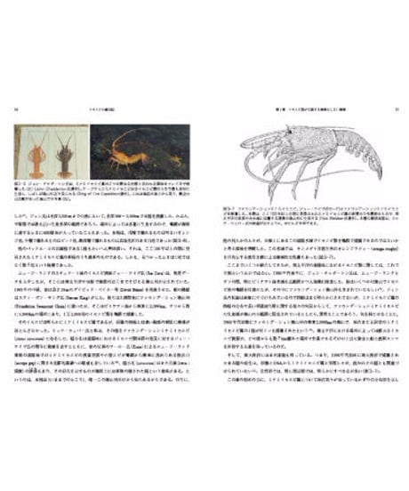 イセエビの総合誌−パックホースの視点から
