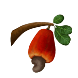 cashew tree motomachi