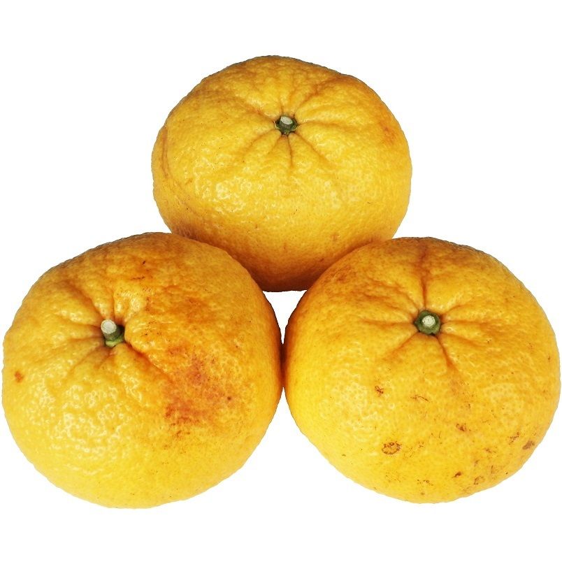 夏みかん 5月の季節の柑橘詰合せ♡10キロ | 柑橘直送 YAJIMA農園