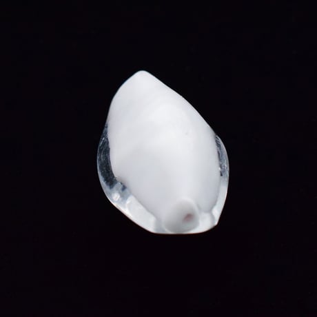 【全４色】ベネチアン ナツメツイスト 25×15mm 1個"