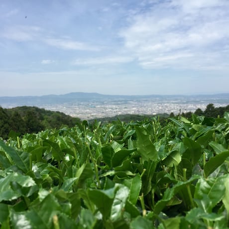 【ギフト】まほの極み　450g（コシヒカリ）・まほのしずくほうじ茶ティーバッグ　4g×8p