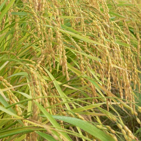 まほの極みスペシャル　コシヒカリ（精米）　2kg