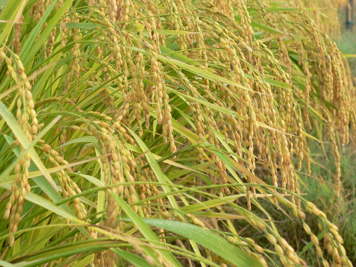 くみこですコシヒカリ精米24kg JAえちご中越指定米 R6年産 新潟産コシヒカリ 精米5kg / 新潟県