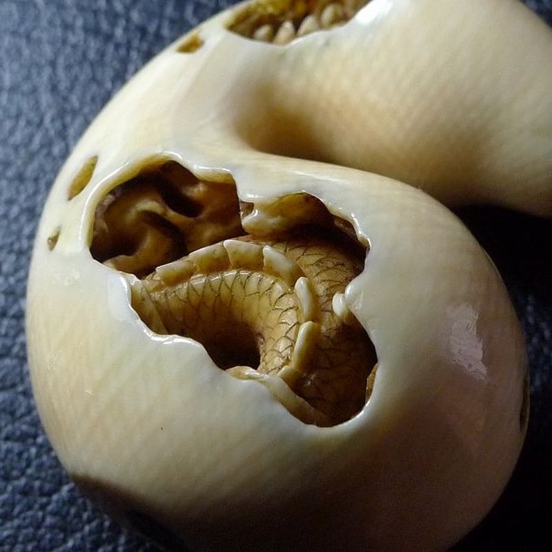 △松山作・本象牙龍根付27g・提げ物△NE5△ | 象牙屋本舗 こほく堂 本