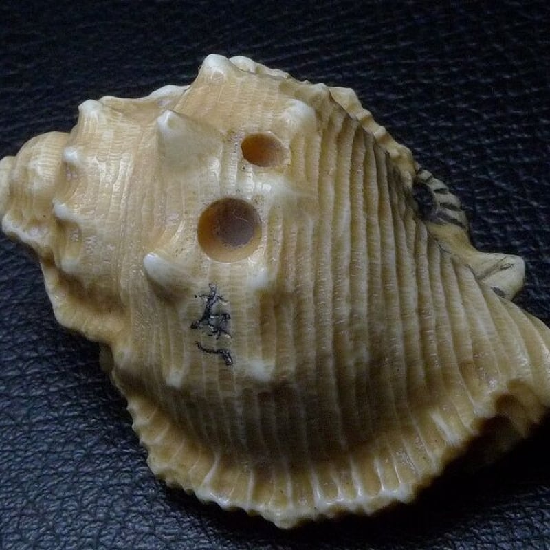 根付け 亀 蓮 象 牙 根付け 亀 蓮 象 牙