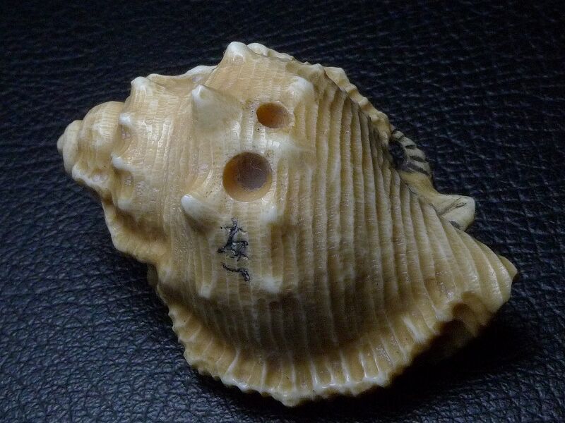 △友一作・本象牙法螺貝に亀根付24g・提げ物△NE76△ | 象牙屋