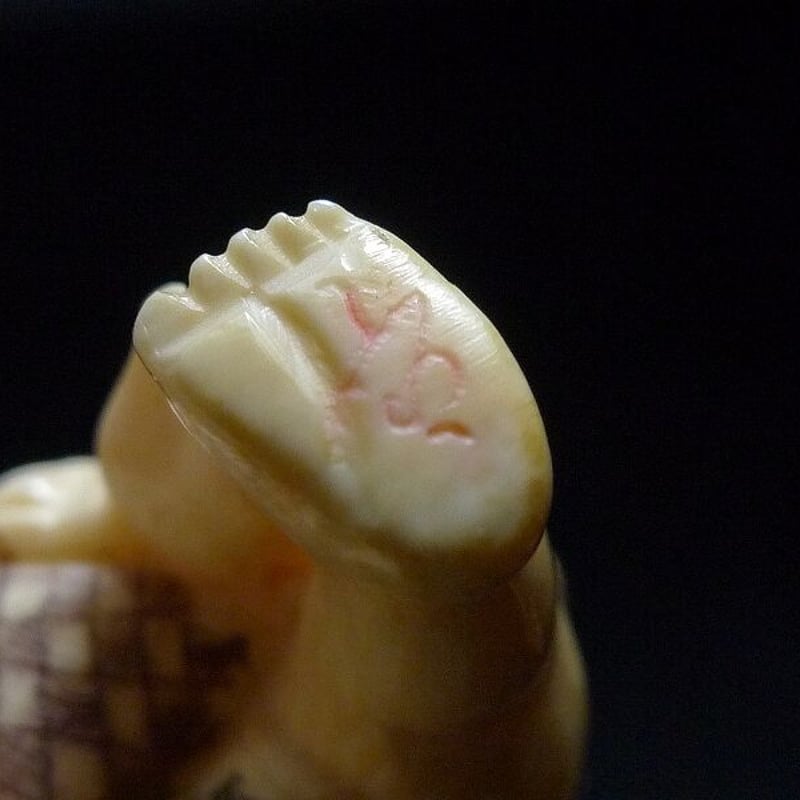 △山口？作・本象牙相撲根付17g・提げ物△NE69△ | 象牙屋本舗 こほく