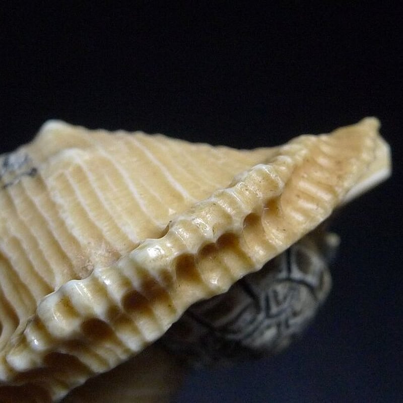 △友一作・本象牙法螺貝に亀根付24g・提げ物△NE76△ | 象牙屋