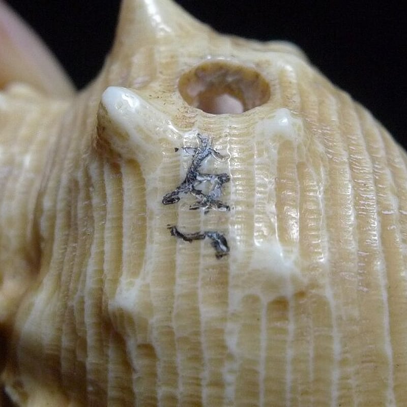 △友一作・本象牙法螺貝に亀根付24g・提げ物△NE76△ | 象牙屋
