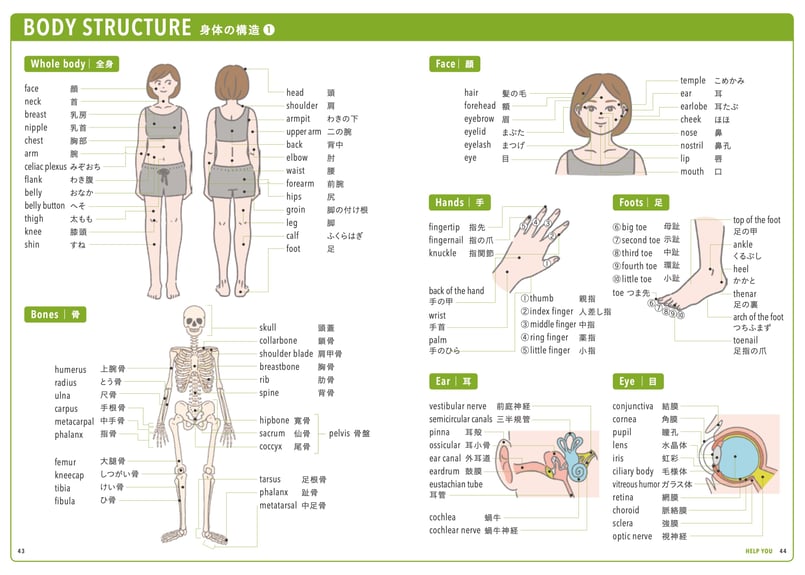 医療通訳ブックHELP YOU 英語 ver. 1冊 | 医療の指さし会話帳『HELP YOU』