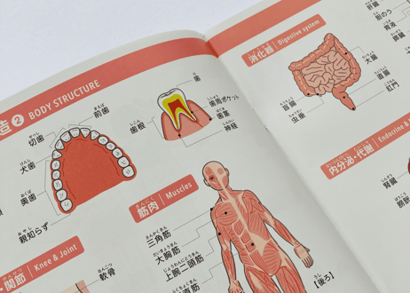 医療通訳ブックHELP YOU　やさしい日本語 ver.　1冊