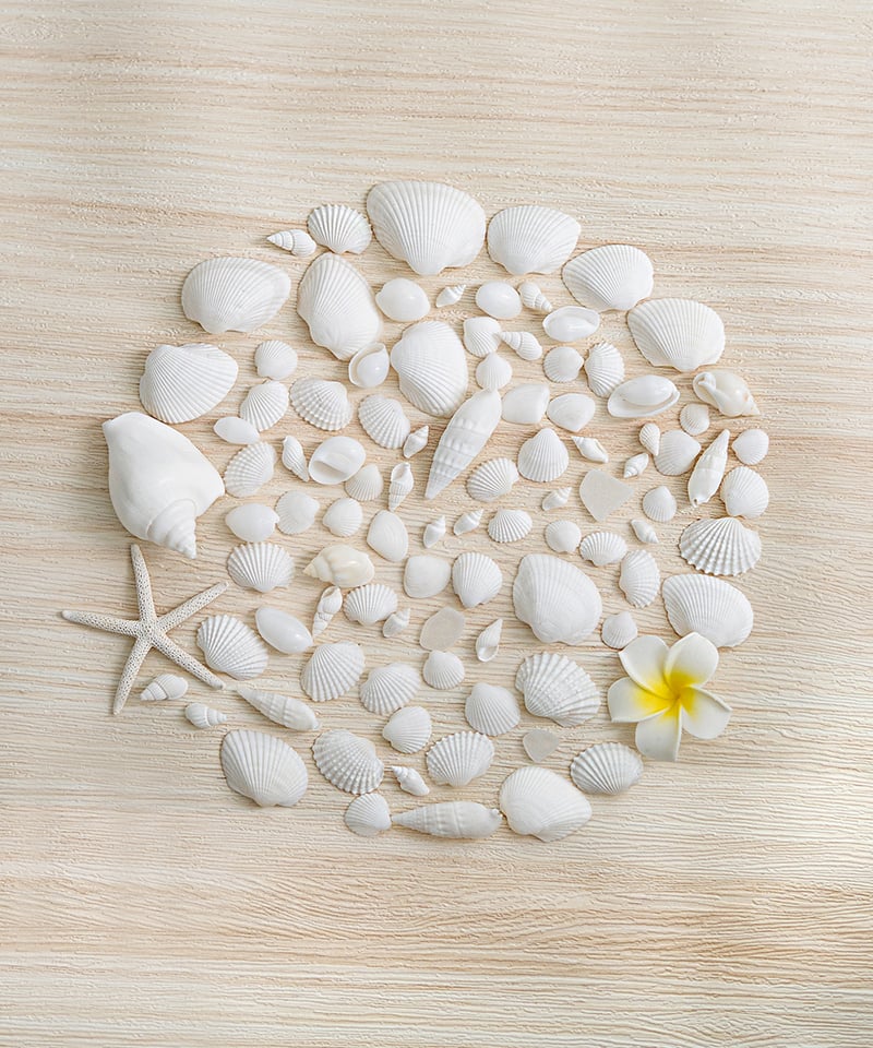 ホワイトビーチシェルミックス（貝殻・シーグラス・スターフィッシュ