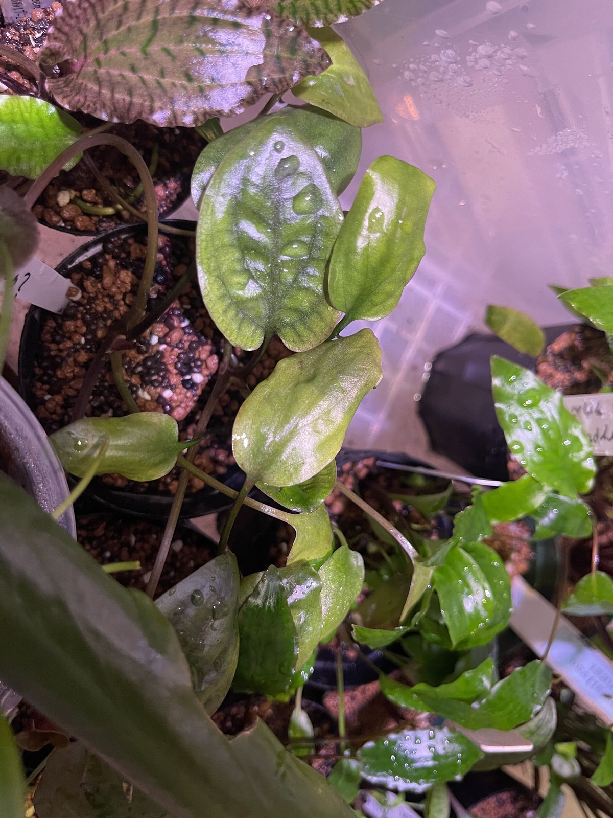 Cryptocoryne grabowskii \"Queen Bee\"クリプト Cryptocoryne grabowskii 