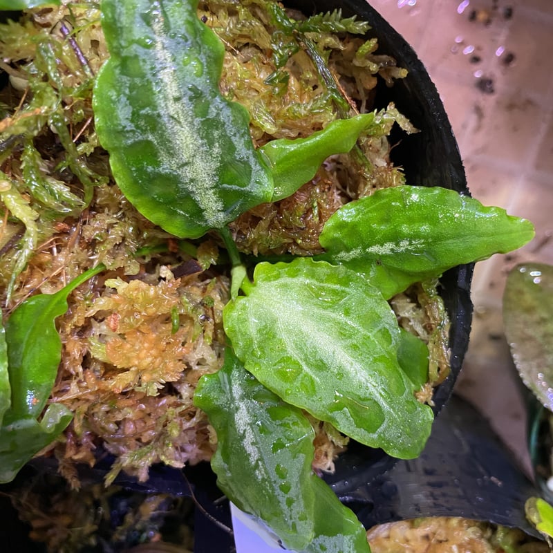 KN便‼️クリプトコリネ　ルビーローザ斑入り‼️Cryptocoryne Yahoo!オークション -「(ローザ rosa)」(クリプトコリネ) (水草