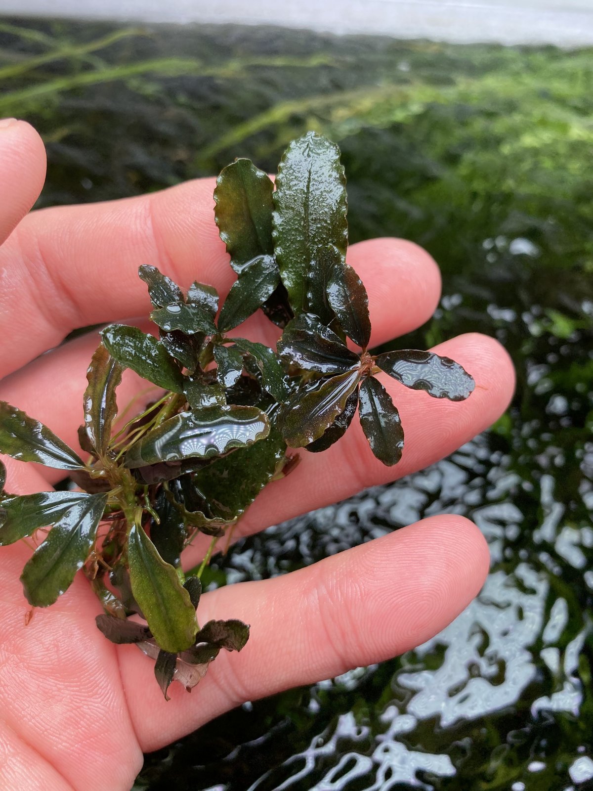 ブセファランドラ sp. \"llic dark red\" 1株 ① Bucephalandra sp. Metalic dark red - メルカリ
