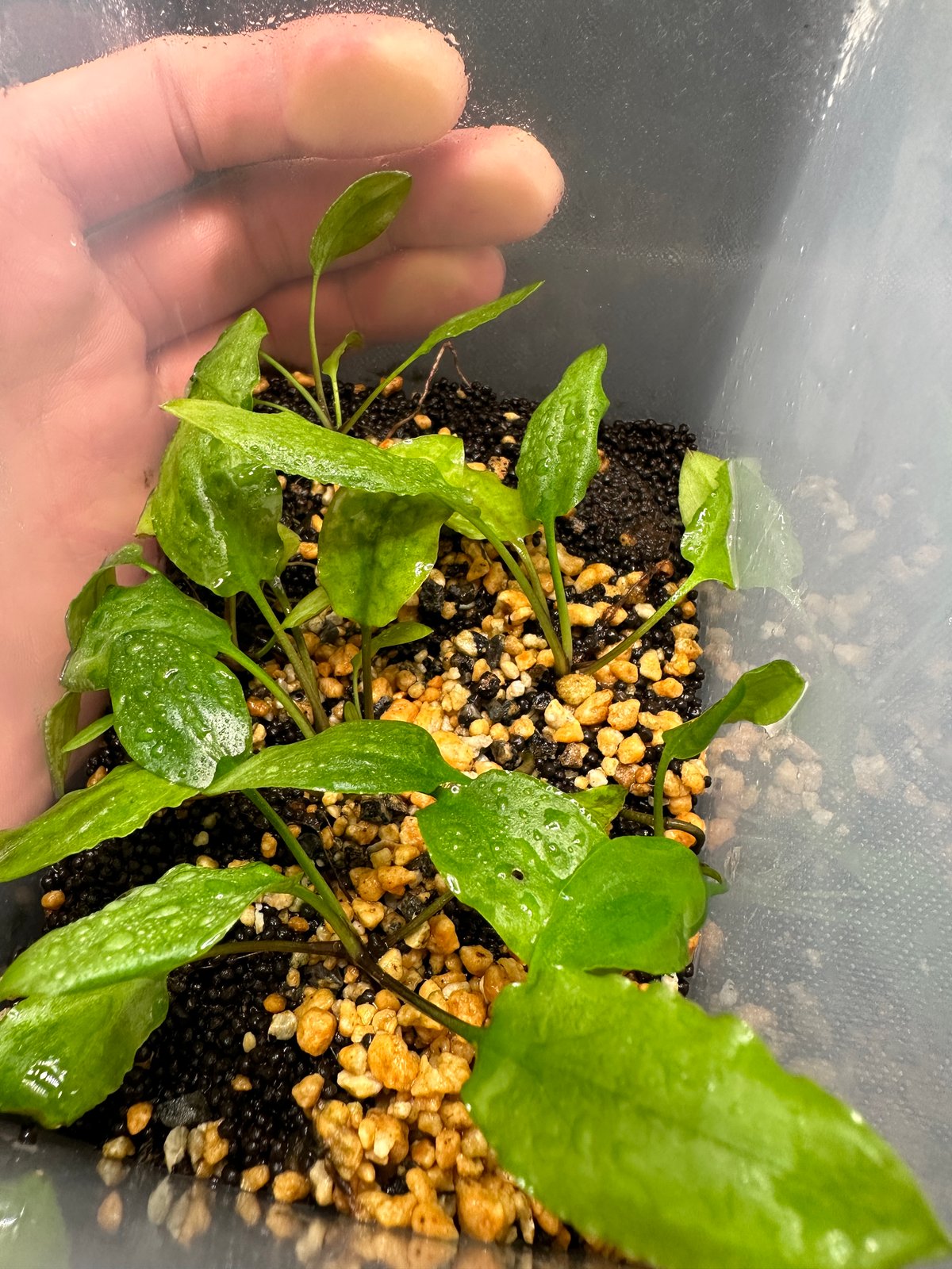 Cryptocoryne sp.Lingga 26 H22/12/23 黄色花 増殖 |
