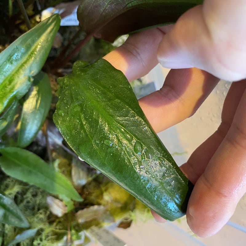 水草 Cryptocoryne Annamica type Black 水草 Cryptocoryne Annamica type Black Cryptocoryne Annamica