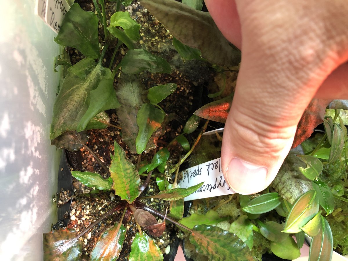 Cryptocoryne nurii＂BlackSpathe” Kn便 増殖 | Natur