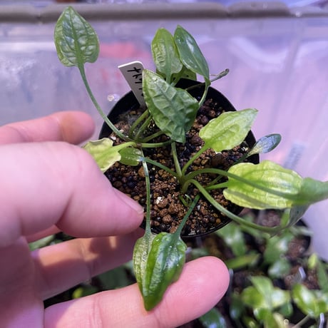 Nature plants store Nature plants store