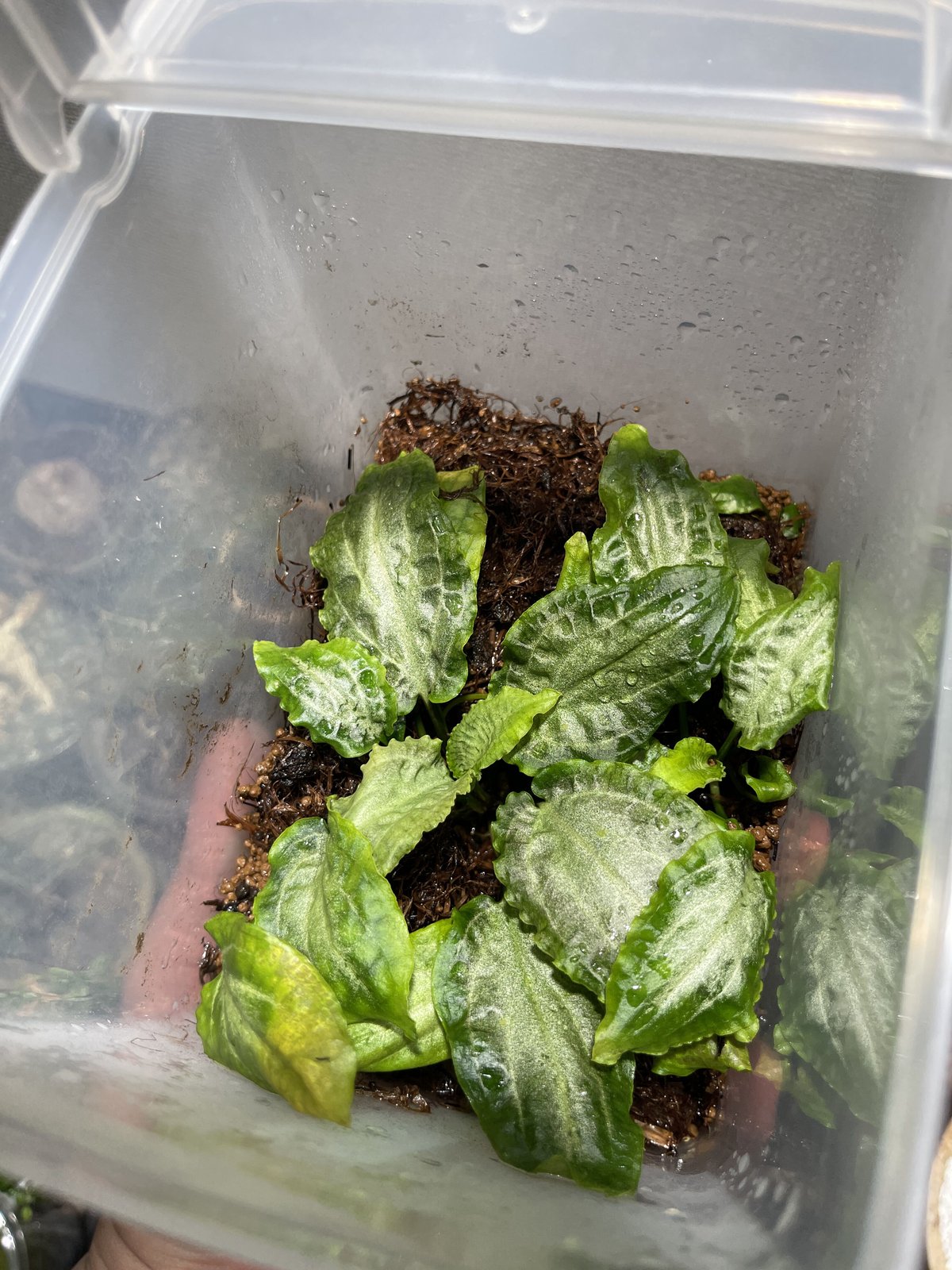 KN便‼️クリプトコリネ　ルビーローザ斑入り‼️Cryptocoryne Cryptocoryne sp. BR-69