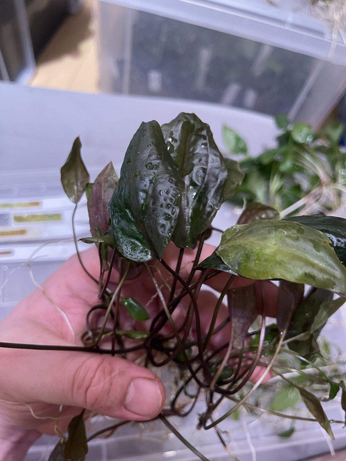 Cryptocoryne sp. philippines min-2【LA便】 LA便 Cryptocoryne sp. Min-2 Philippines Cryptocoryne sp