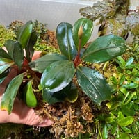 Buce sp.Dark Angel 【R0620-01S】 | Nature plants