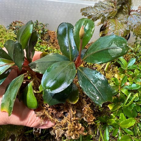 クリプトコリネ　ブルゴーニュレッド　正規タグ付き Senninさん(Xアカウント: @sennin312)のPP便植物、水草各種入荷しま