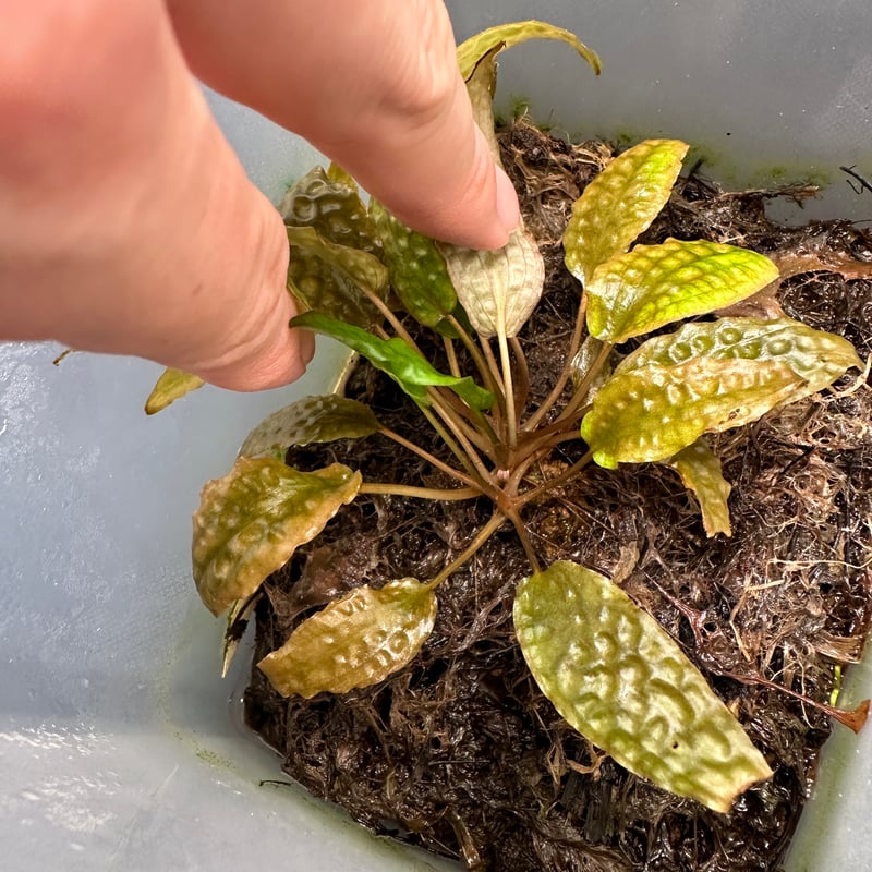 Cryptocoryne sp. philippines min-2【LA便】 Cryptocoryne sp. philippines min-2【LA便】A