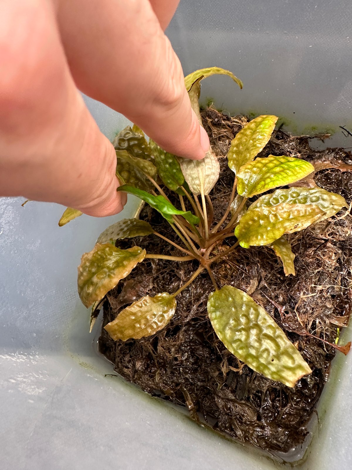 Cryptocoryne sp.variegated 神畑便 増殖株 | Nature pla