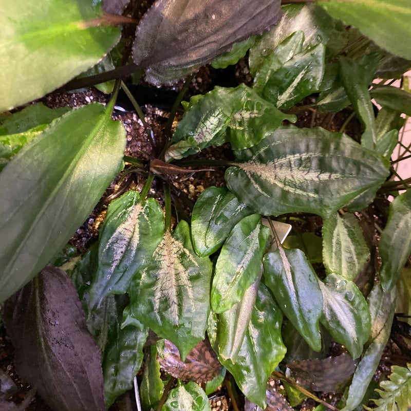 Cryptocoryne sp. BR-69