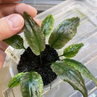 Cryptocoryne annamica Vietnam 増殖中 | Nature plan