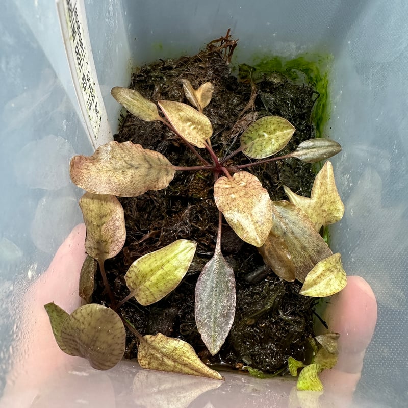 Cryptocoryne cf.jacobsenii “crystal Red” Mersi Cryptocoryne cf.jacobsenii “crystal Red” Mersi