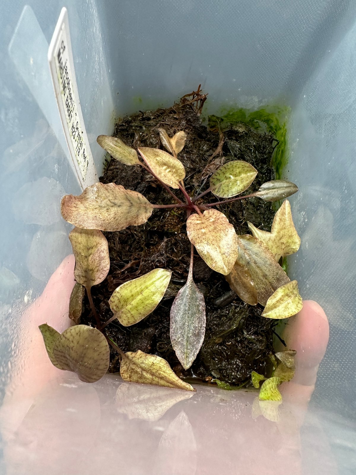 CRYPTOZOIC ハーレイクイン ゴールデンゴッデス　クリプトゾイク CRYPTOZOIC ハーレイクイン ゴールデンゴッデス クリプトゾイク