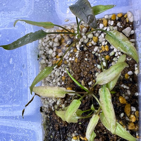 【LA1223-01z】Cryptocoryne sp. Min-2 Yahoo!オークション - Cryptocoryne sp. Min-1 Philippines