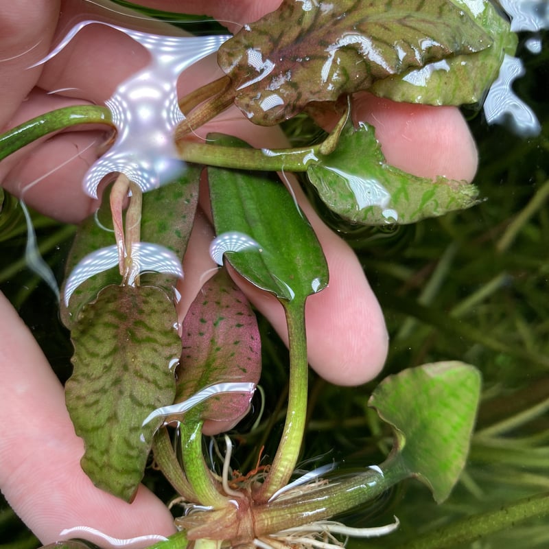 Cryptocoryne Silver Queen特選【R0620-01S】 Cry.Silver Queen(特選)【R0620-01S】増殖中 | Nature pla