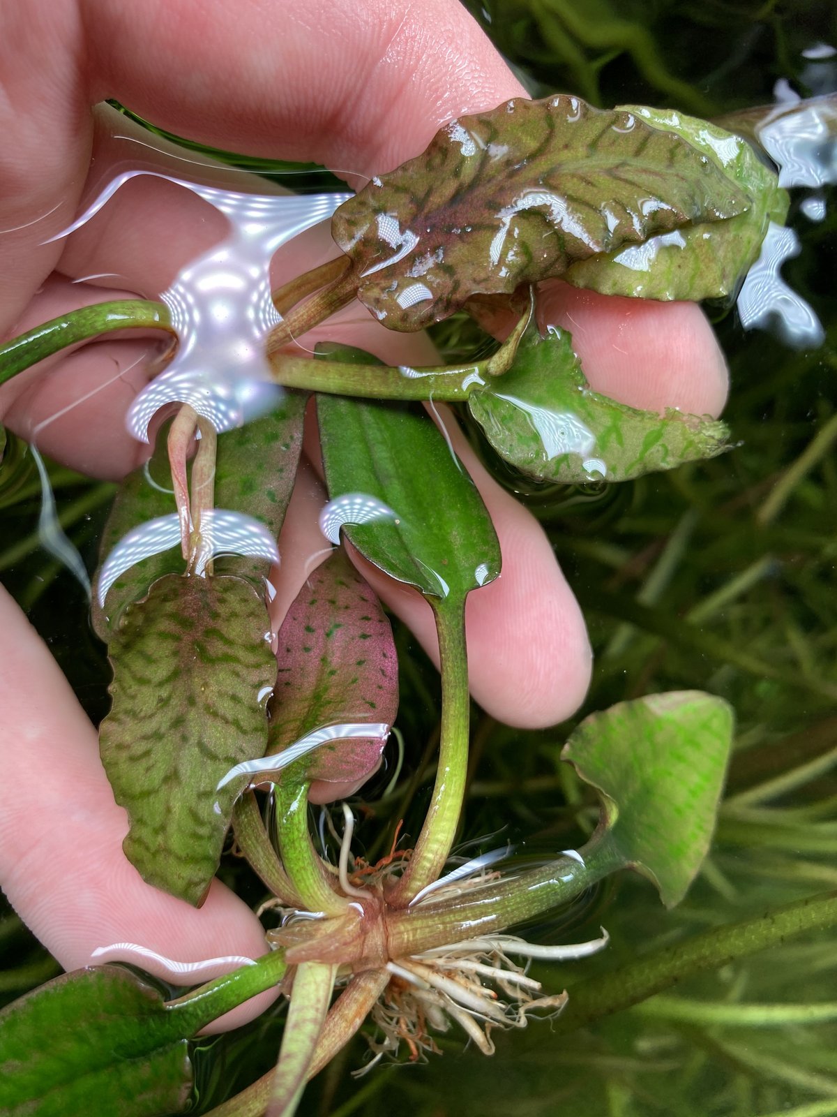 Cry.Silver Queen(特選)【R0620-01S】増殖中 | Nature pla Cry.Silver Queen(特選)【R0620-01S】増殖中 | Nature pla