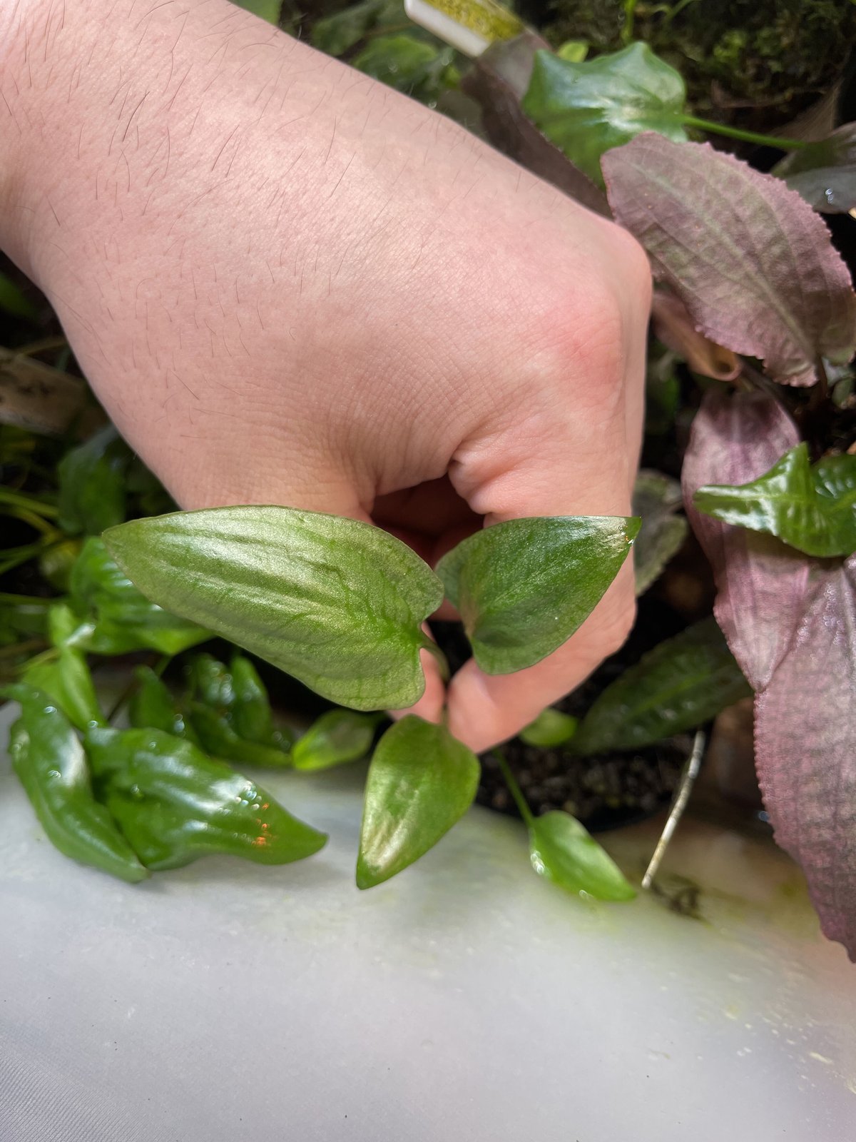 KN便‼️クリプトコリネルビーローザ斑入り‼️Cryptocoryne KN便‼️クリプトコリネルビーローザ斑入り‼️Cryptocoryne